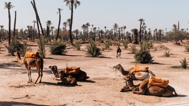 Booking Your Desert Safari Dubai Adventure